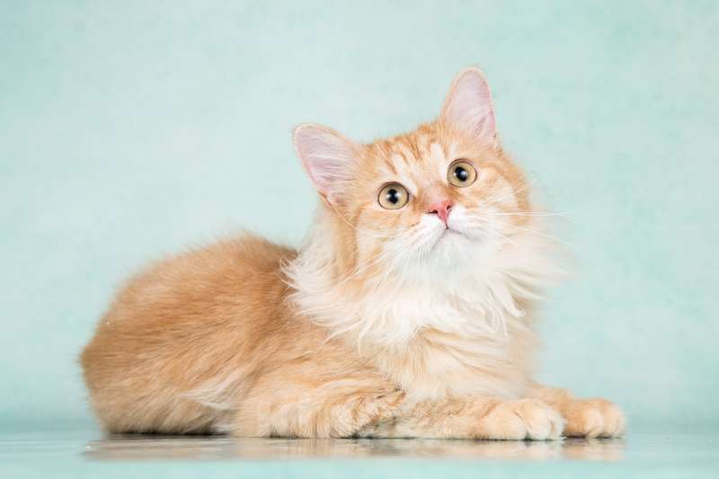 Кошки в Москве: Пушистый рыжий котенок Эфир в добрые руки Мальчик, 1 руб. - фото 5