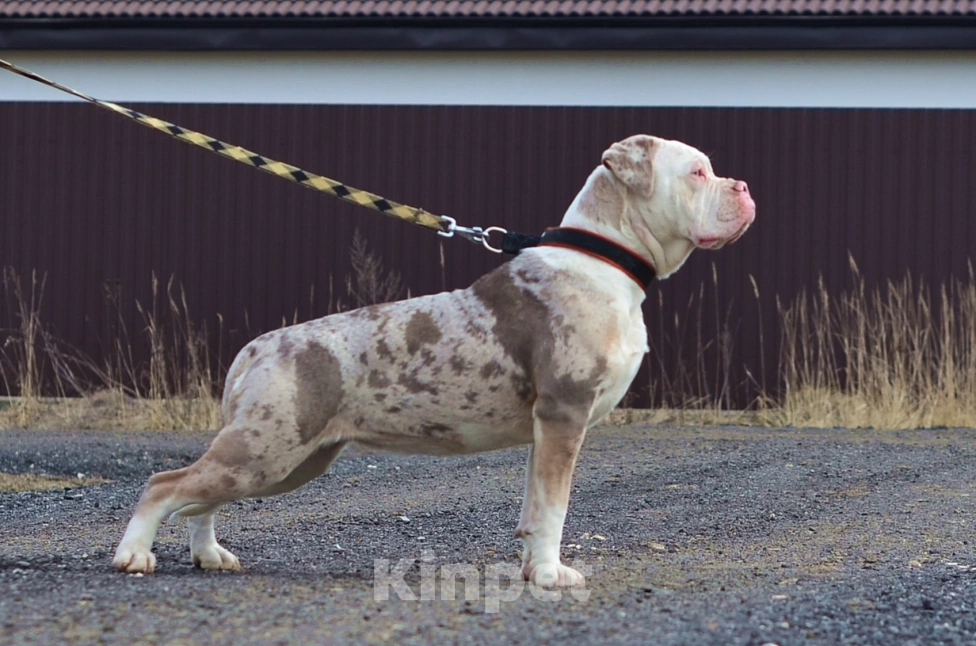Собаки в Москве: Девочки Староанглийского бульдога  Девочка, 50 000 руб. - фото 2