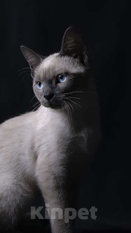 Кошки в Москве: Тайская фенотип, голубоглазая  Девочка, 20 000 руб. - фото 2