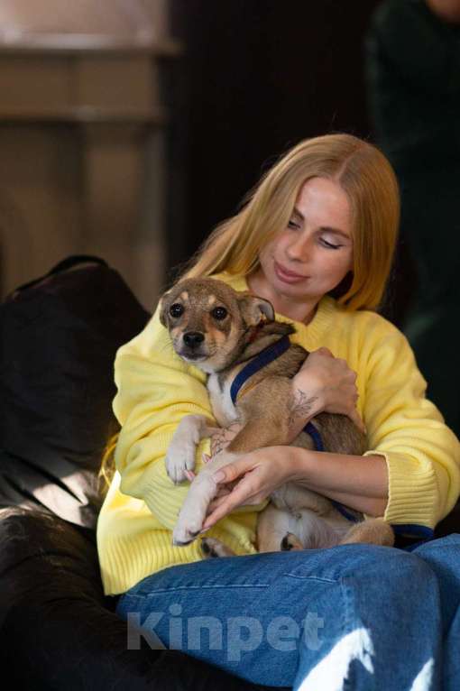 Собаки в Санкт-Петербурге: Собачка размером с кошечку ищет дом Девочка, Бесплатно - фото 4