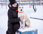 Собаки в Москве: Девочка из приюта ищет дом! Девочка, Бесплатно - фото 8