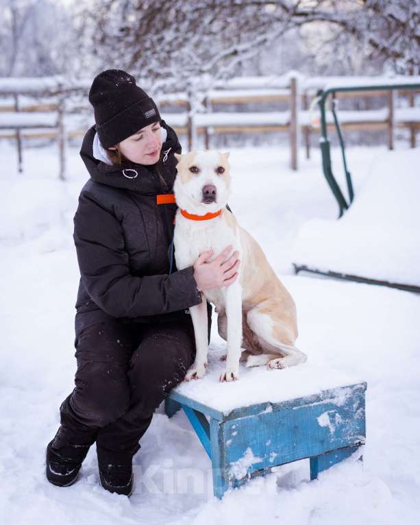Собаки в Москве: Девочка из приюта ищет дом! Девочка, Бесплатно - фото 8
