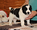 Собаки в Санкт-Петербурге: Щенки Алабая Мальчик, 80 000 руб. - фото 1