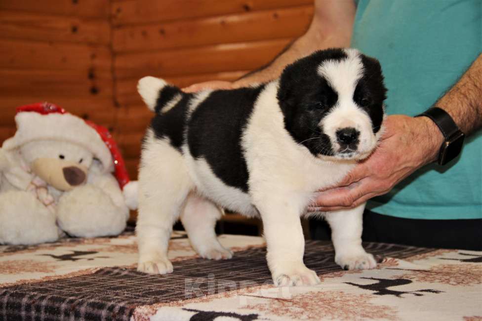 Собаки в Санкт-Петербурге: Щенки Алабая Мальчик, 80 000 руб. - фото 1
