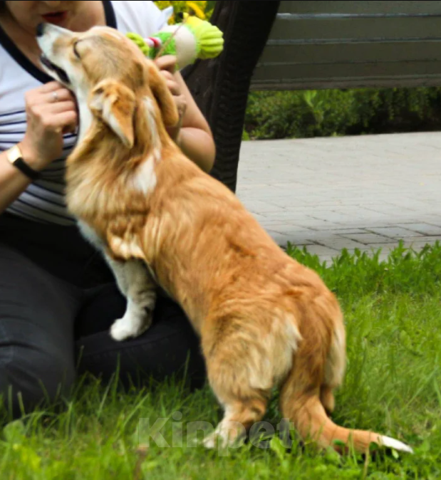 Собаки в Тольятти: Корги Этери Эсми Девочка, 50 000 руб. - фото 1