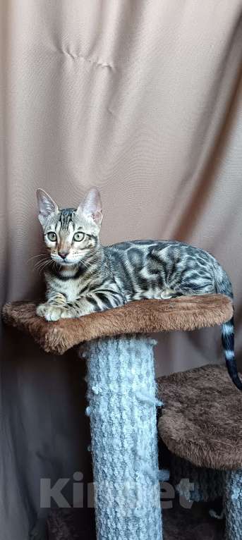 Кошки в других городах Свердловской области: Бенгальский котёнок Девочка, Бесплатно - фото 1