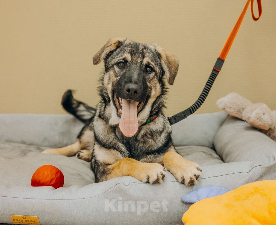 Собаки в Москве: Щенки бесплатно в Москве Мальчик, Бесплатно - фото 1