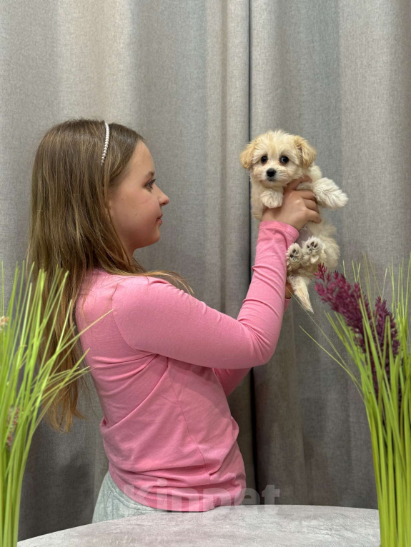 Собаки в Москве: Мальтипу девочка 2 Девочка, 180 000 руб. - фото 6