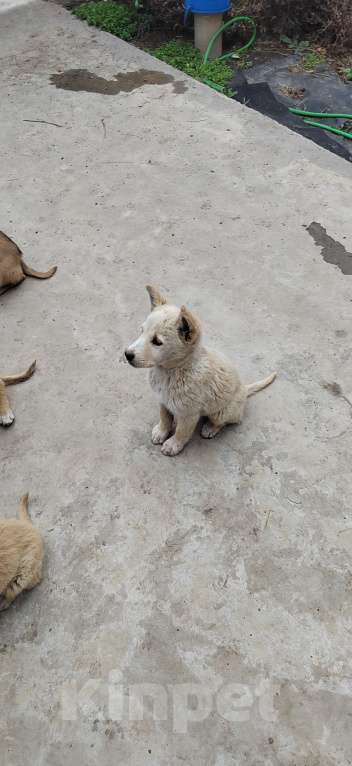 Собаки в других городах Ростовской области: Щенки в добрые руки Мальчик, Бесплатно - фото 8