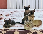 Кошки в Воронеже: Бурма любовь на лапках Разнополые, Бесплатно - фото 1