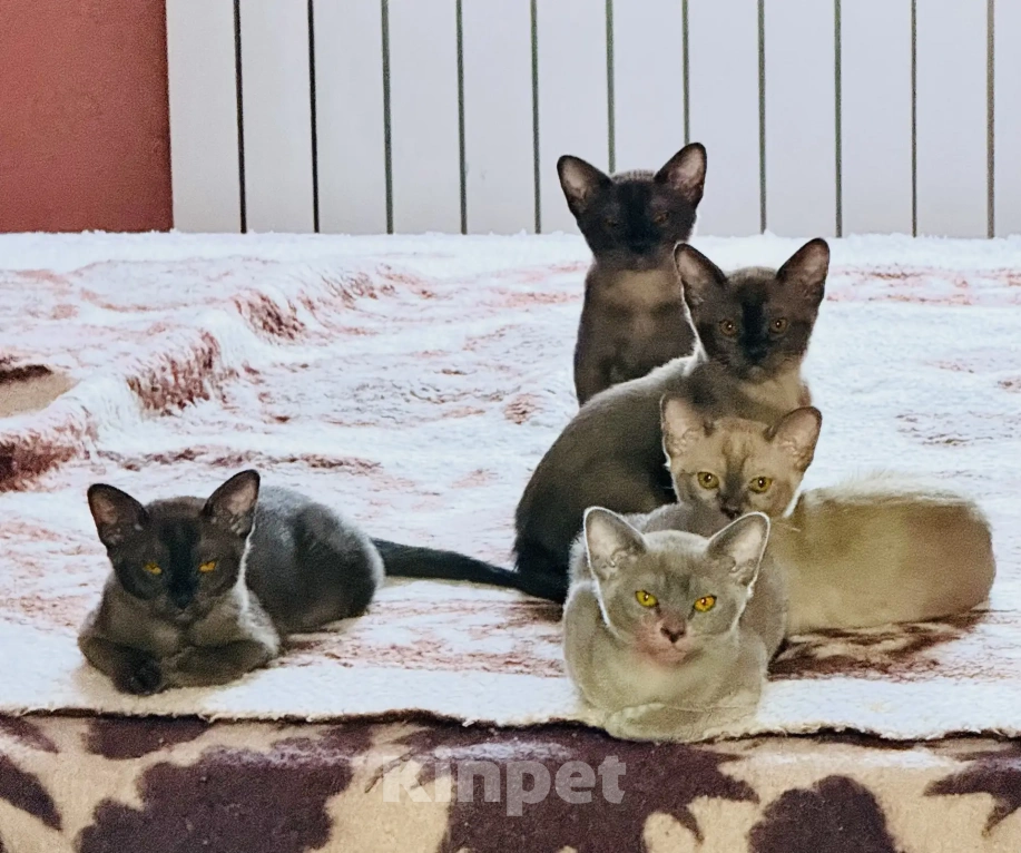 Кошки в Воронеже: Бурма любовь на лапках Разнополые, Бесплатно - фото 1