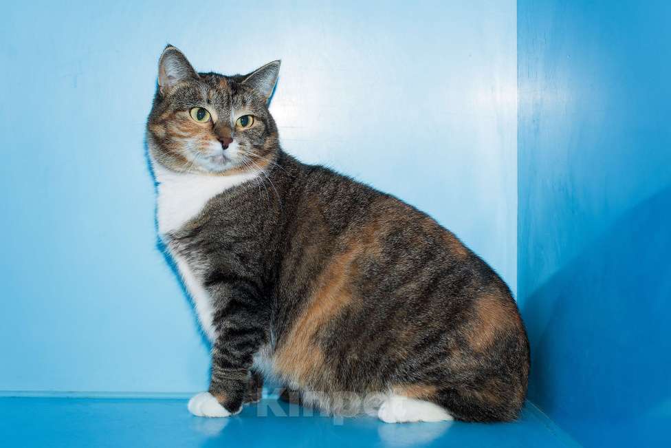 Кошки в Москве: Маленькая  Девочка, Бесплатно - фото 5