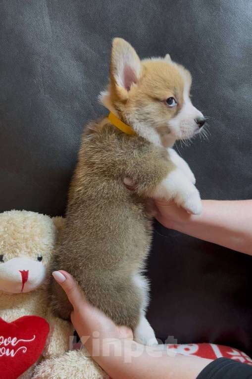 Собаки в других городах Московской области: Вельш корги пемброк мальчик  Мальчик, 38 000 руб. - фото 6
