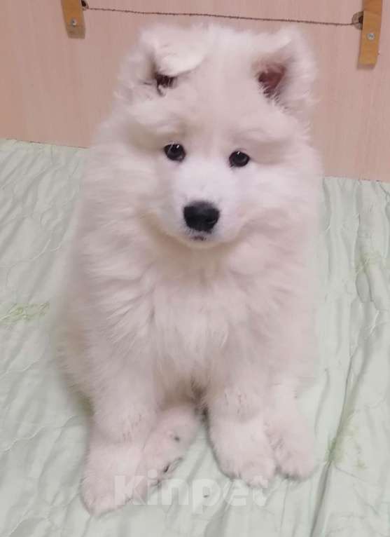 Собаки в Апатите: Продажа щенков Мальчик, Бесплатно - фото 1