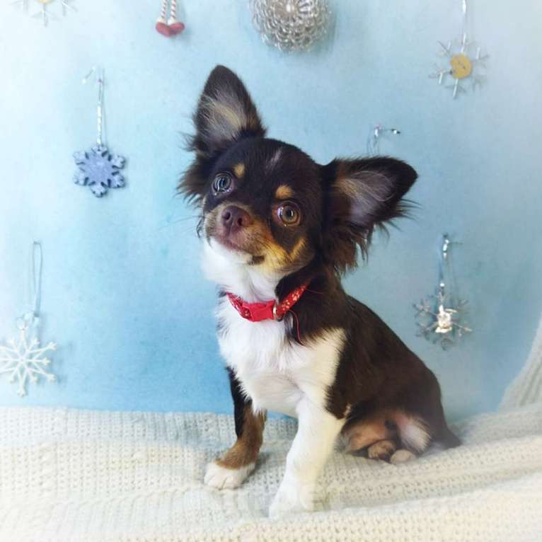 Собаки в Санкт-Петербурге: Щенок чихуахуа мальчик  Мальчик, 75 000 руб. - фото 4