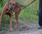 Собаки в Новосибирске: Родезийский риджбек кобель ищет дом Мальчик, 1 руб. - фото 3