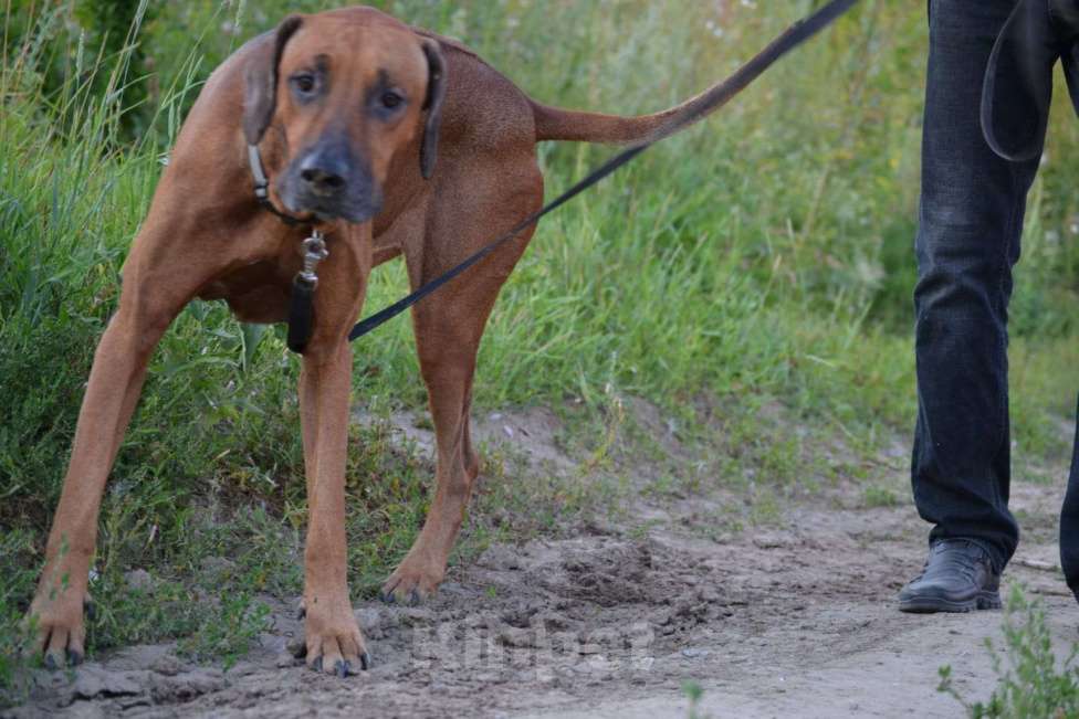 Собаки в Новосибирске: Родезийский риджбек кобель ищет дом Мальчик, 1 руб. - фото 3