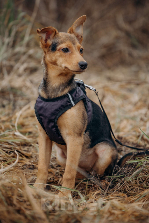 Собаки в Москве: Булка очень ищет семью! Девочка, Бесплатно - фото 4