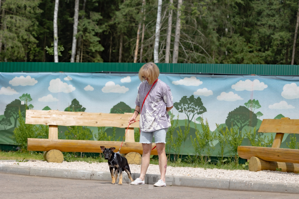 Собаки в Раменском: Щенок из приюта девочка срочно ищет дом Девочка, Бесплатно - фото 4