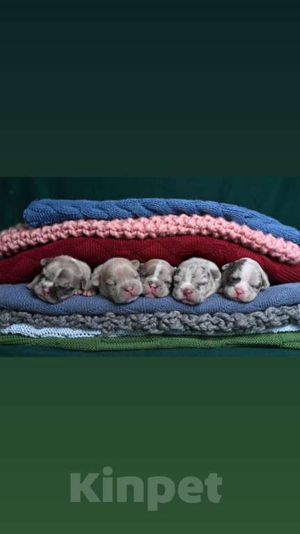 Собаки в Москве: Щенок французского бульдога с космической внешностью  Мальчик, Бесплатно - фото 3