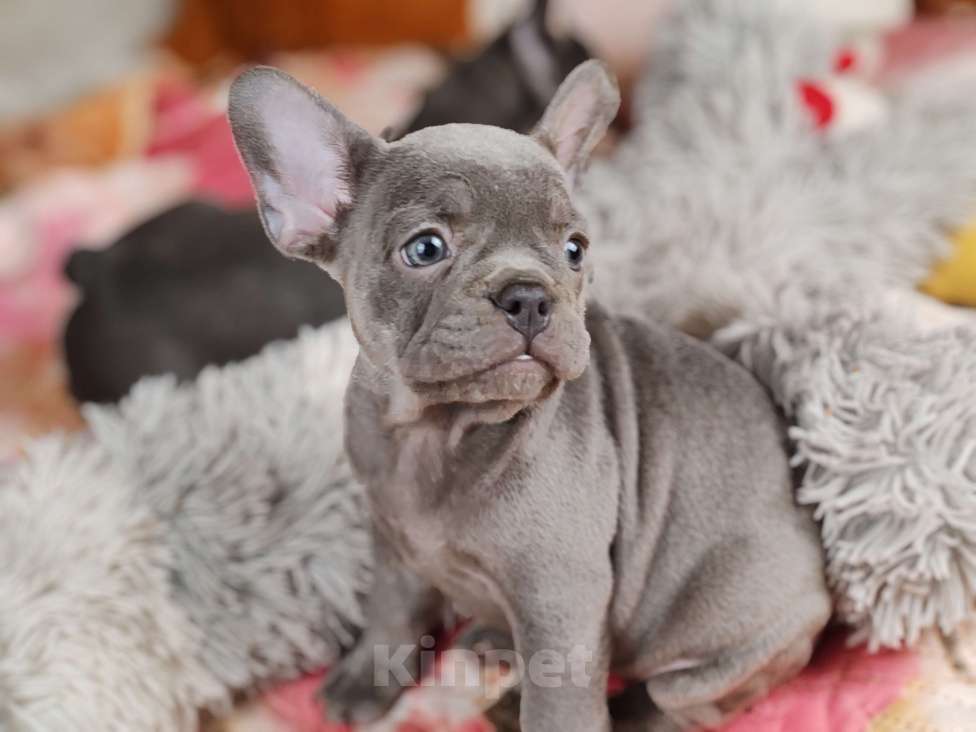 Собаки в Санкт-Петербурге: Шикарная лиловая  девочка Девочка, 60 000 руб. - фото 4