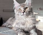 Кошки в Наро-Фоминске: Camilla. Female. MCO fs25 born June 14.2025 Девочка, 120 000 руб. - фото 2