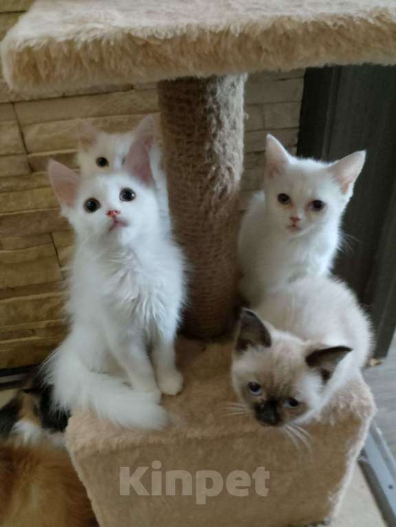 Кошки в Москве: Белые пушистики с голубыми глазами Девочка, Бесплатно - фото 6