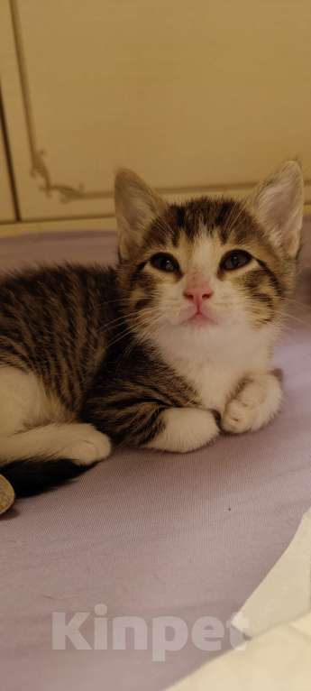 Кошки в Химках: Котёнок  Мальчик, 1 500 руб. - фото 2