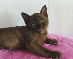 Кошки в Болхове: Бурманские котята, 35 000 руб. - фото 4