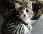 Кошки в Ливны: Котята курильского бобтейла, 12 000 руб. - фото 7