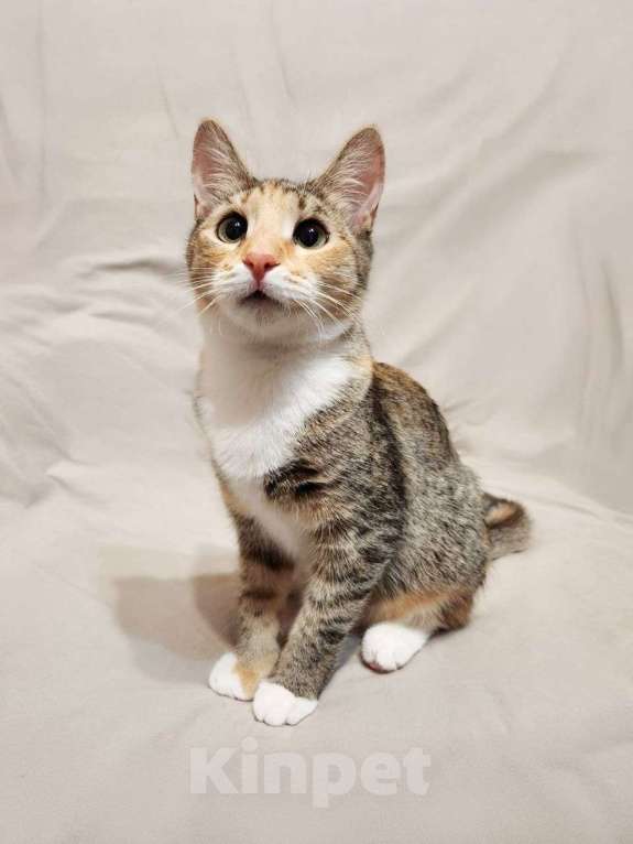 Кошки в Москве: Прелестная Флора в добрые руки Девочка, Бесплатно - фото 3