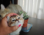 Кошки в Севастополе: Породистые котята ( без документов ) Мальчик, 15 000 руб. - фото 2