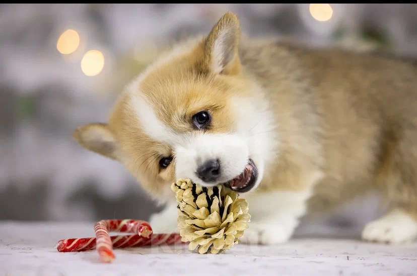 Собаки в Раменском: IZ IMPERII ADAMANT  Девочка, 85 000 руб. - фото 1