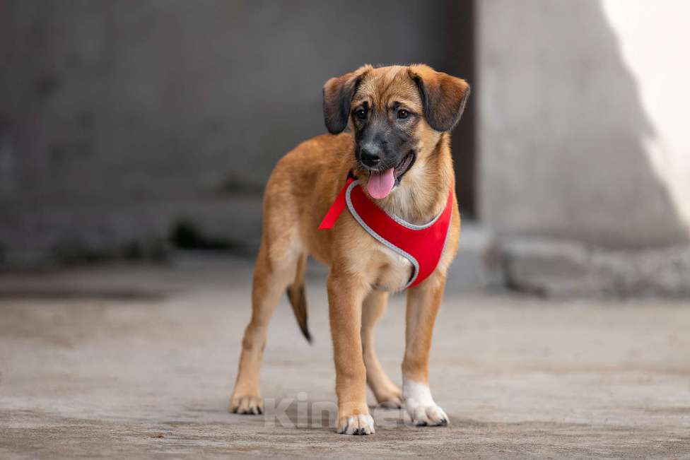 Собаки в Москве: Брауни - ваш сладкий пиражочек Мальчик, Бесплатно - фото 5