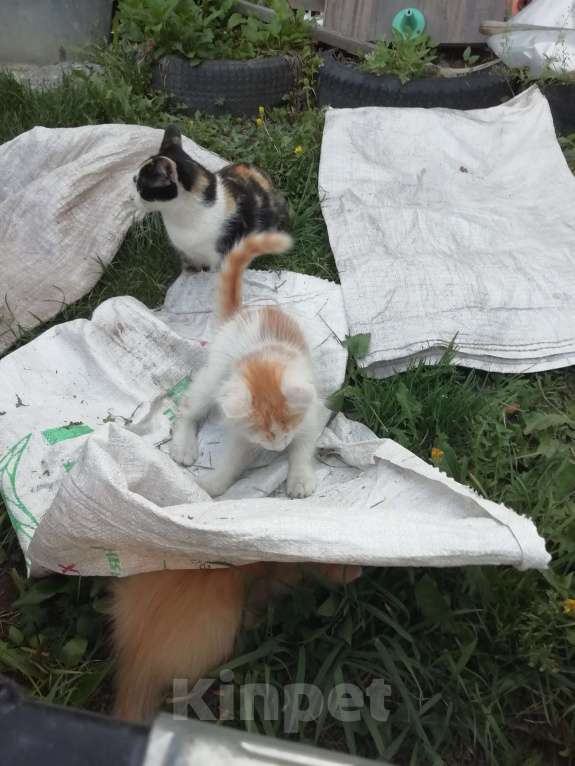 Кошки в Минусинске: Котята Мальчик, 1 руб. - фото 3