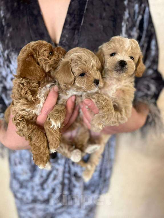 Собаки в Нижнем Новгороде: Мальтипу Девочка, 150 000 руб. - фото 5