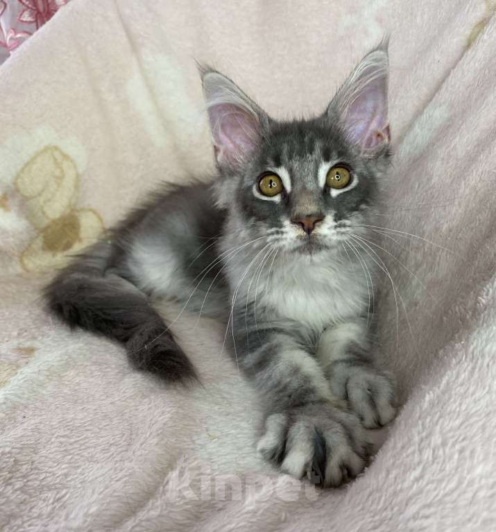 Кошки в Дмитрове: Голубая серебристая мраморная девочка мейн кун Candi Девочка, 15 000 руб. - фото 5
