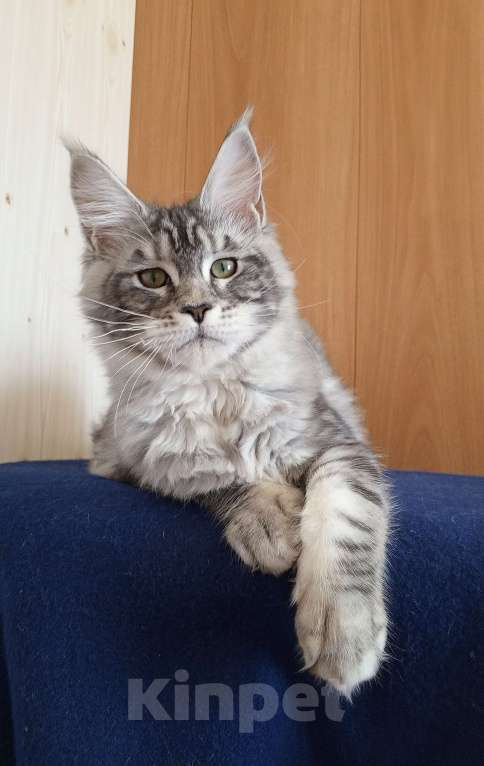 Кошки в Владимире: Кошечка мейн-кун Девочка, 50 000 руб. - фото 6