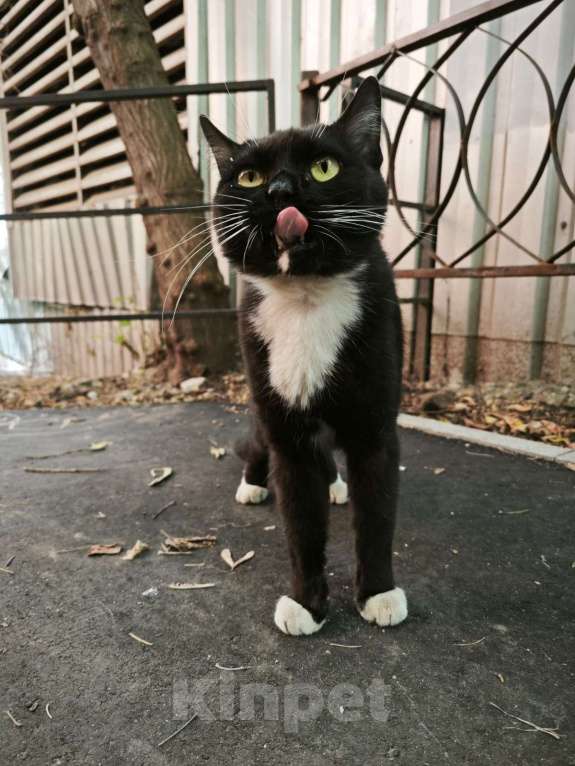 Кошки в Москве: Найден КОТ Мальчик, Бесплатно - фото 3