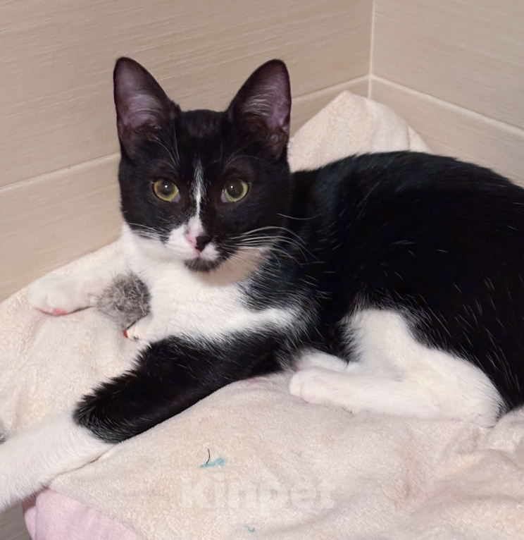 Кошки в Москве: Ватсон Обнимашкин ищет подходящего человека для совместных обниманий Мальчик, Бесплатно - фото 2