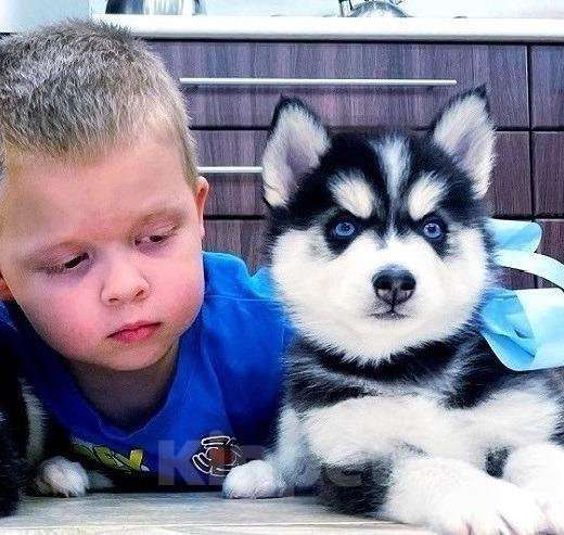 Собаки в Химках: Хаски Щенки Разных окрасов Разнополые, Бесплатно - фото 1