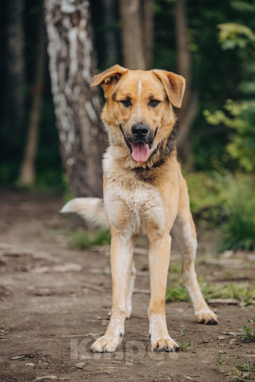 Собаки в других городах Московской области: Брюс Мальчик, Бесплатно - фото 5