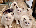 Кошки в Москве: Рэгдолл котики Мальчик, 97 000 руб. - фото 1