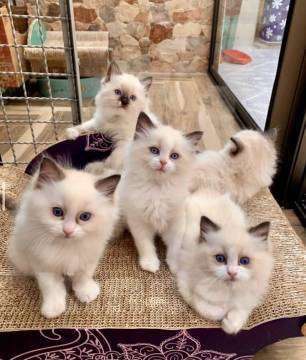 Кошки в Москве: Рэгдолл котики Мальчик, 97 000 руб. - фото 1