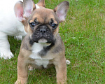 Собаки в Твери: Малышка французского бульдога Девочка, 35 000 руб. - фото 2
