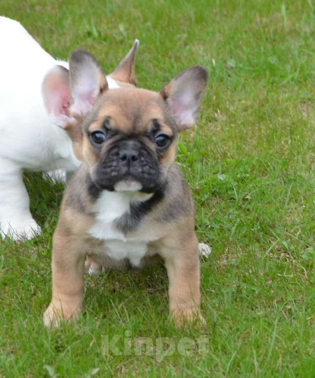 Собаки в Твери: Малышка французского бульдога Девочка, 35 000 руб. - фото 2