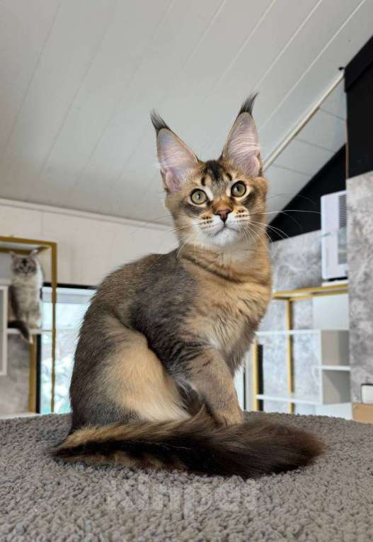 Кошки в Санкт-Петербурге: Девочка мейн кун Девочка, 30 000 руб. - фото 1