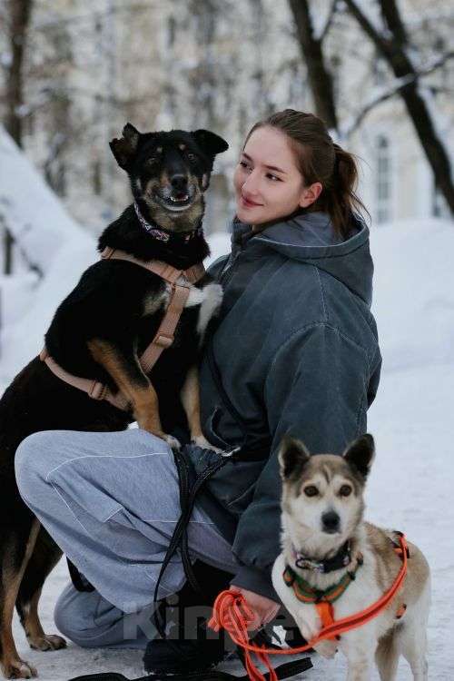Собаки в Москве: Вива – не помнящая зла Девочка, Бесплатно - фото 3