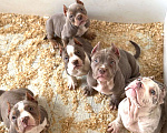 Собаки в других городах Московской области: Предлагаются шикарные малыши Американский Булли разных типов 🤗 Разнополые, Бесплатно - фото 2