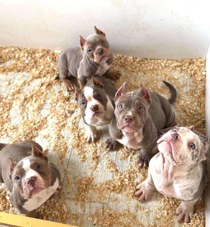 Собаки в других городах Московской области: Предлагаются шикарные малыши Американский Булли разных типов 🤗 Разнополые, Бесплатно - фото 2